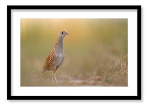 Derkacz (Crex crex)