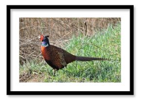 A rooster pheasant