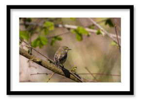 Ptak Pierwiosnek Phylloscopus collybita odpoczywa na gałęzi