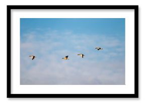 Dzikie ptaki w swoim naturalnym środowisku.