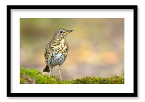 Śpiewak.(Turdus philomelos)