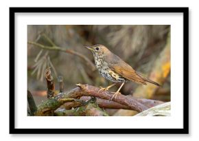 Śpiewak.(Turdus philomelos)