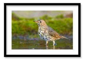 Śpiewak.(Turdus philomelos)