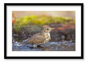 Śpiewak.(Turdus philomelos)
