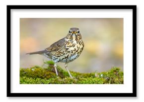 Śpiewak.(Turdus philomelos)