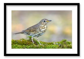 Śpiewak.(Turdus philomelos)