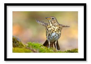 Śpiewak.(Turdus philomelos)
