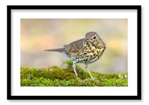 Śpiewak.(Turdus philomelos)
