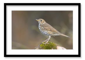 Śpiewak.(Turdus philomelos)