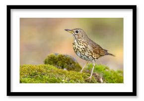 Śpiewak.(Turdus philomelos)