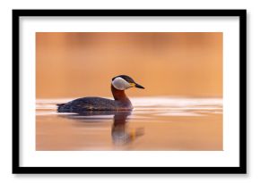 Perkoz rdzawoszyi (Podiceps grisegena)