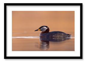 Perkoz rdzawoszyi (Podiceps grisegena)
