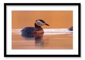 Perkoz rdzawoszyi (Podiceps grisegena)