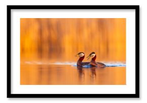 Perkoz rdzawoszyi (Podiceps grisegena)