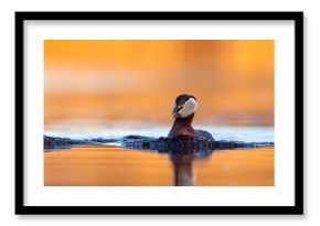 Perkoz rdzawoszyi (Podiceps grisegena)