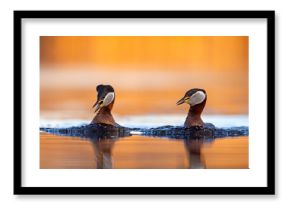 Perkoz rdzawoszyi (Podiceps grisegena)