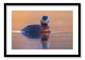 Perkoz rdzawoszyi (Podiceps grisegena)