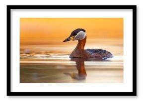 Perkoz rdzawoszyi (Podiceps grisegena)