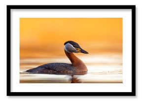 Perkoz rdzawoszyi (Podiceps grisegena)