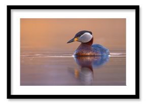 Perkoz rdzawoszyi (Podiceps grisegena)