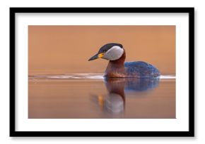 Perkoz rdzawoszyi (Podiceps grisegena)