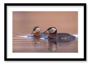 Perkoz rdzawoszyi (Podiceps grisegena)