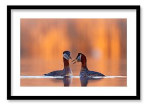 Perkoz rdzawoszyi (Podiceps grisegena)