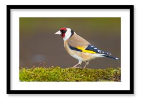 Szczygieł (Carduelis carduelis)