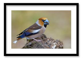 Grubodziób (Coccothraustes coccothraustes)