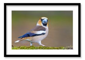 Grubodziób (Coccothraustes coccothraustes)