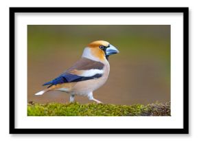 Grubodziób (Coccothraustes coccothraustes)