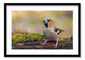 Grubodziób (Coccothraustes coccothraustes)