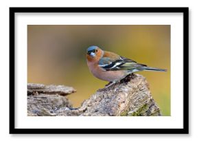 Zięba (Fringilla coelebs)