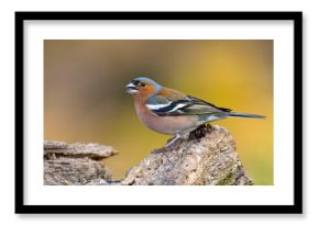 Zięba (Fringilla coelebs)