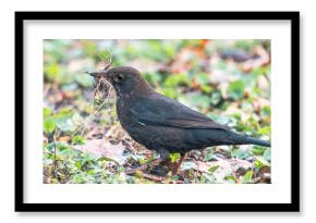 a blackbird collects material to build a nest