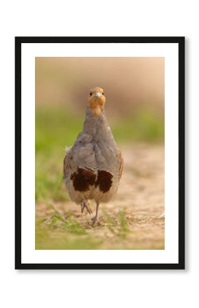 Kuropatwa (Perdix perdix)