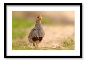 Kuropatwa (Perdix perdix)