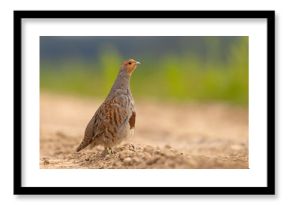 Kuropatwa (Perdix perdix)