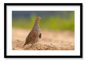 Kuropatwa (Perdix perdix)