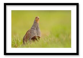 Kuropatwa (Perdix perdix)
