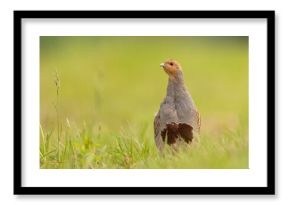 Kuropatwa (Perdix perdix)