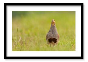 Kuropatwa (Perdix perdix)