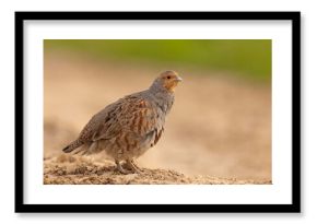 Kuropatwa (Perdix perdix)