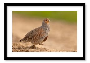 Kuropatwa (Perdix perdix)