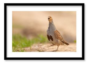 Kuropatwa (Perdix perdix)