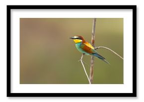 Żołna (Merops apiaster)
