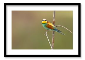 Żołna (Merops apiaster)