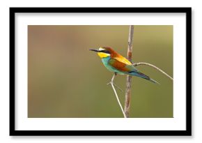 Żołna (Merops apiaster)