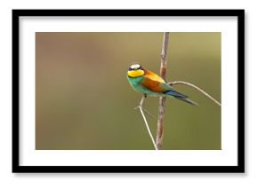 Żołna (Merops apiaster)