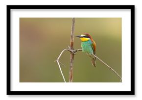 Żołna (Merops apiaster)